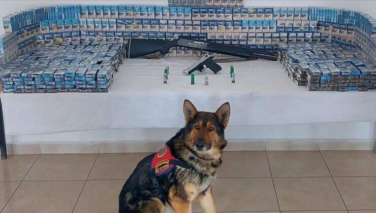 Erzurum’da dedektör köpek “Zahir”in desteğiyle kaçak sigara, tüfek ve tabanca yakalandı