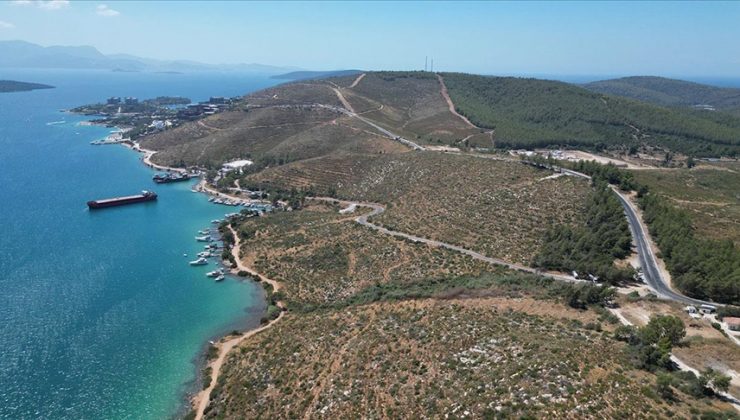 Bodrum Güvercinlik’te 4 yıl önce yanan alanlar dikilen fidanlarla yeşeriyor