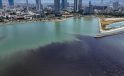 İzmir Körfezi’nde balık ölümleri yeniden başladı