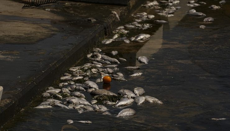 İzmir Körfezi’nde yeniden başlayan balık ölümleri sürüyor