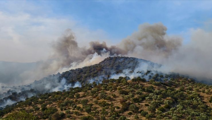 Aydın’da ziraat alanında çıkan yangına müdahale ediliyor
