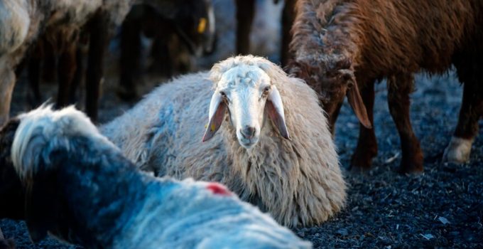 Kurban bağışında “sahte dernek” riski