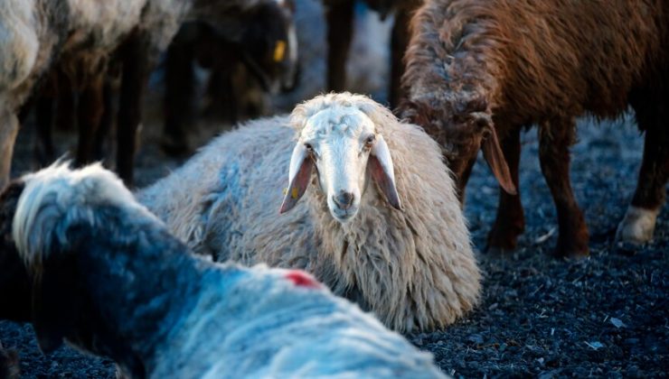 Kurban bağışında “sahte dernek” riski